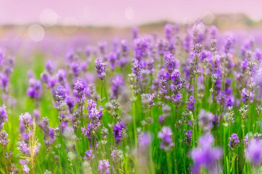 Anna Mente/shutterstock.com