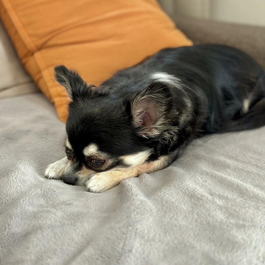 出所：@gomachihuahua