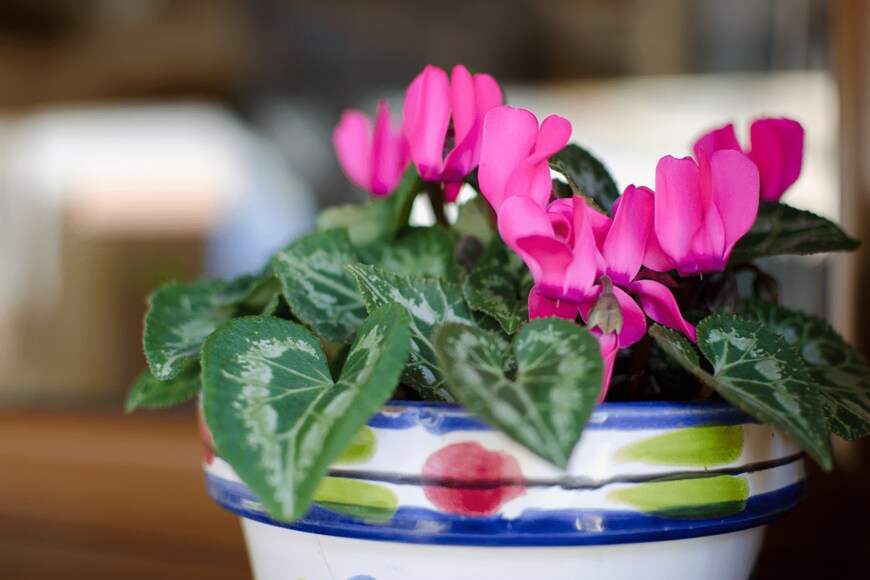 Anita Azul/shutterstock.com