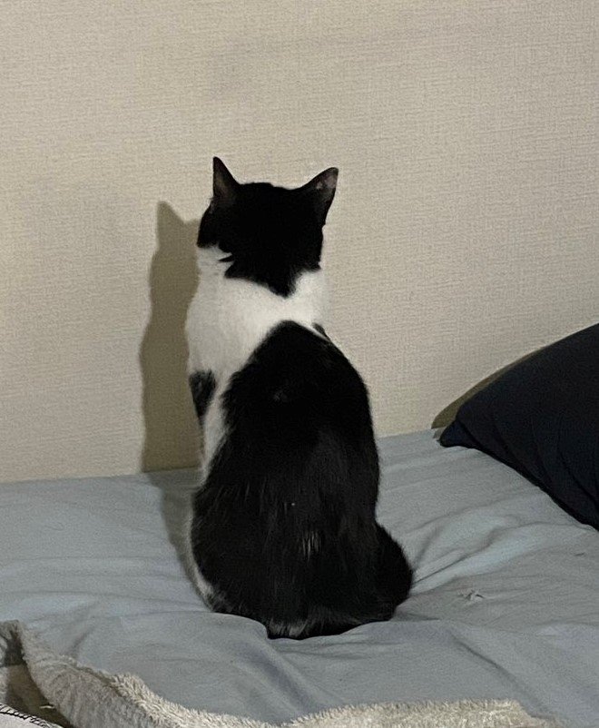 出所：@00shitemita