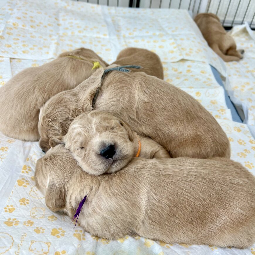 出所：@pu_channeldesu