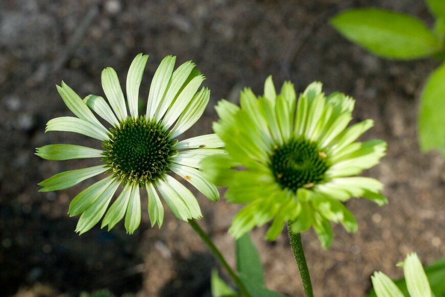 Dmitry Kachalkov/shutterstock.com