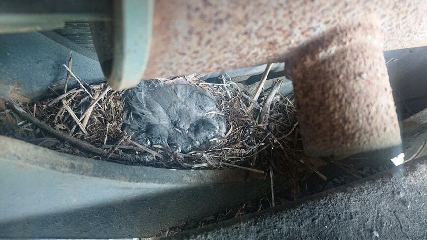 出所：@koinuma_auto