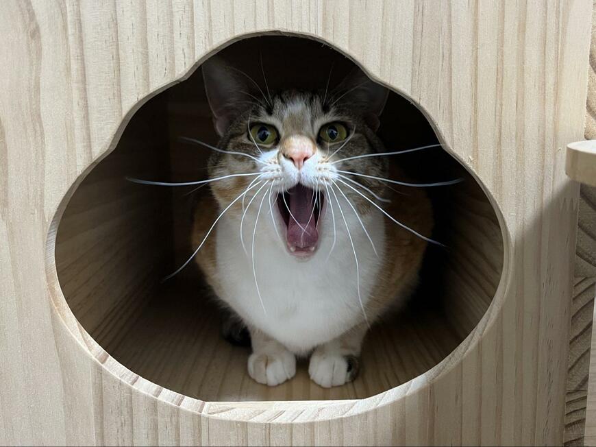 出所：@totomaru_hanmi