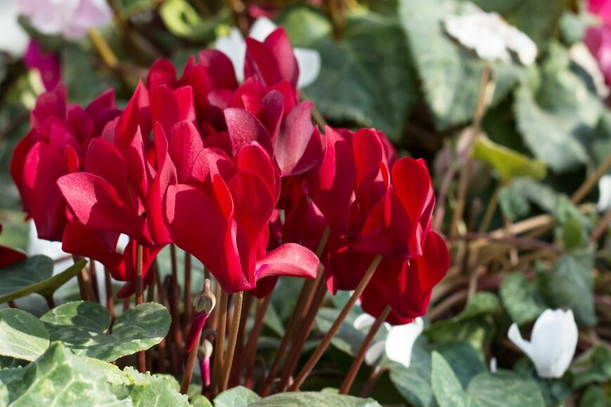 A_M_Radul/istockphoto.com