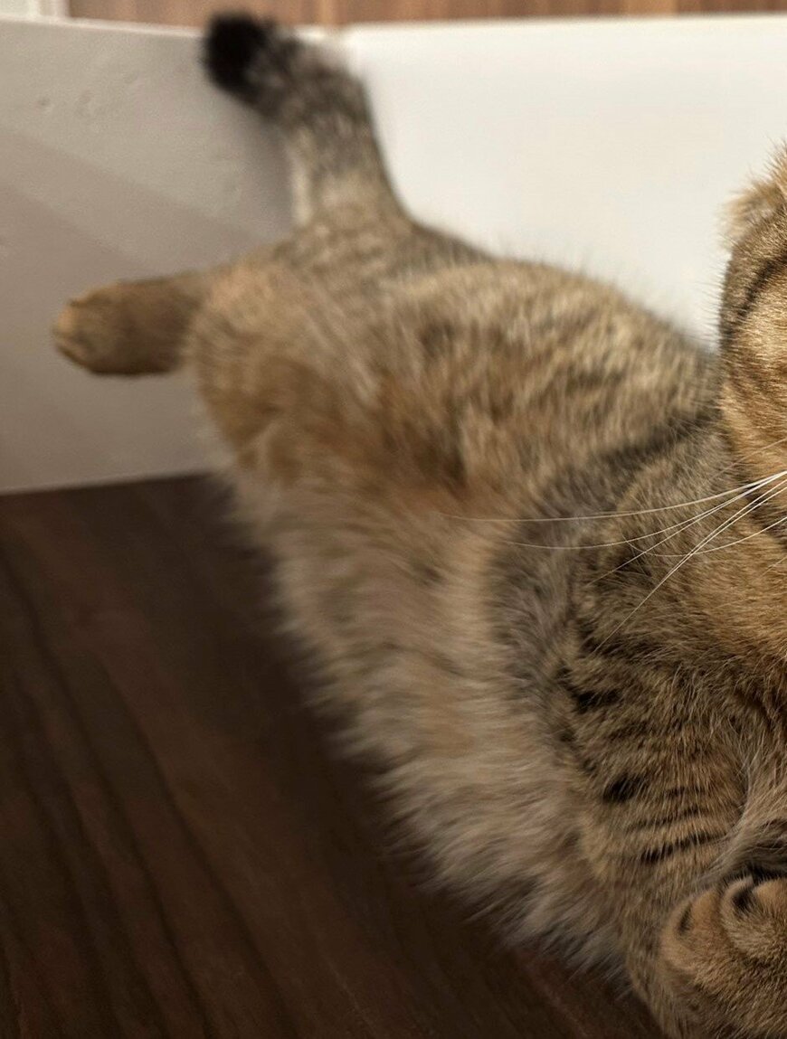 出所：@ponpokopontanu