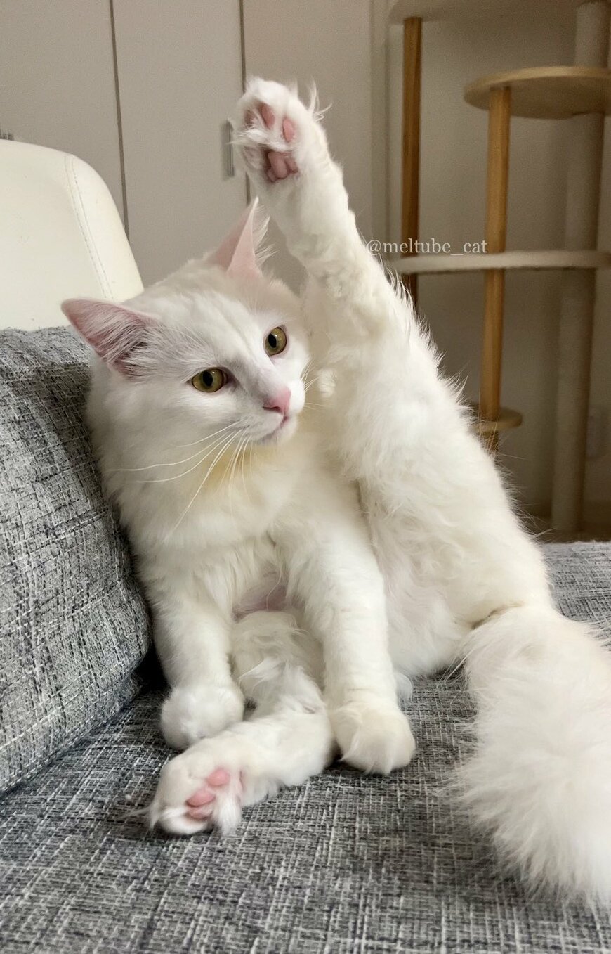 出所：@meltube_cat