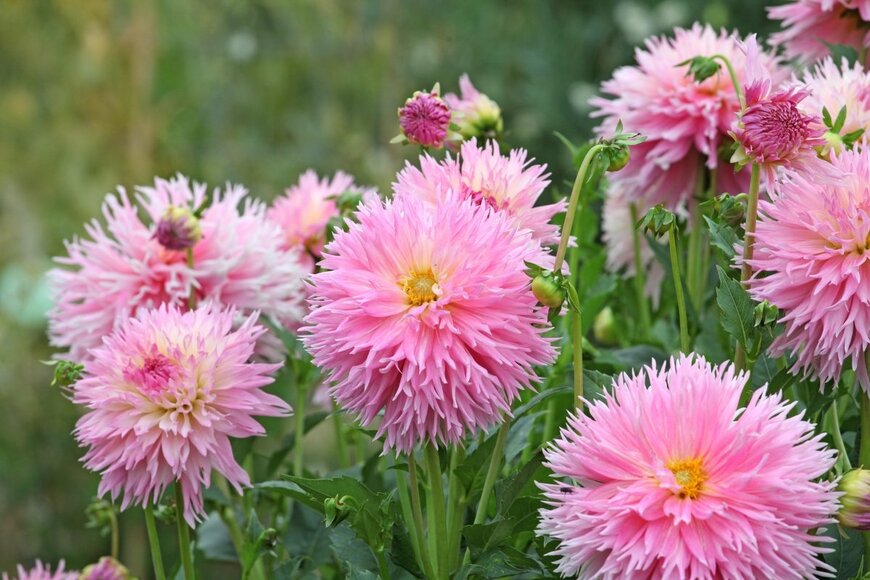 Alex Manders/shutterstock.com