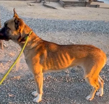 常にしっぽを丸め込んで怯える、ガリガリの野良犬。愛あふれる保護主により、ついにしっぽが振られるようになった変化に感動