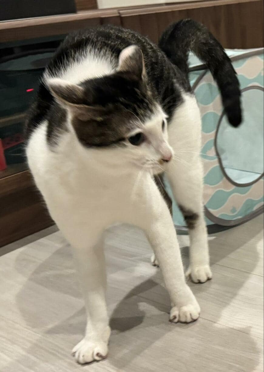 出所：@Saeroyi_cat