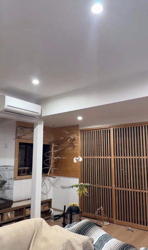 出所：@zundamame_cockatiel