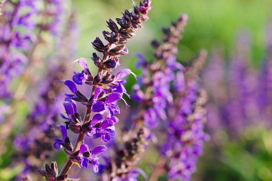 Andrei Dubadzel/shutterstock.com