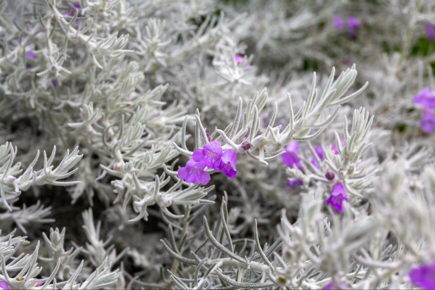 thebotanicalplanet/shutterstock.com