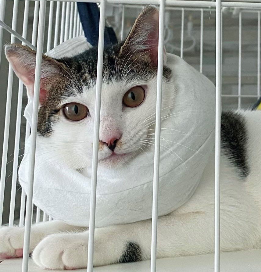 出所：@Saeroyi_cat