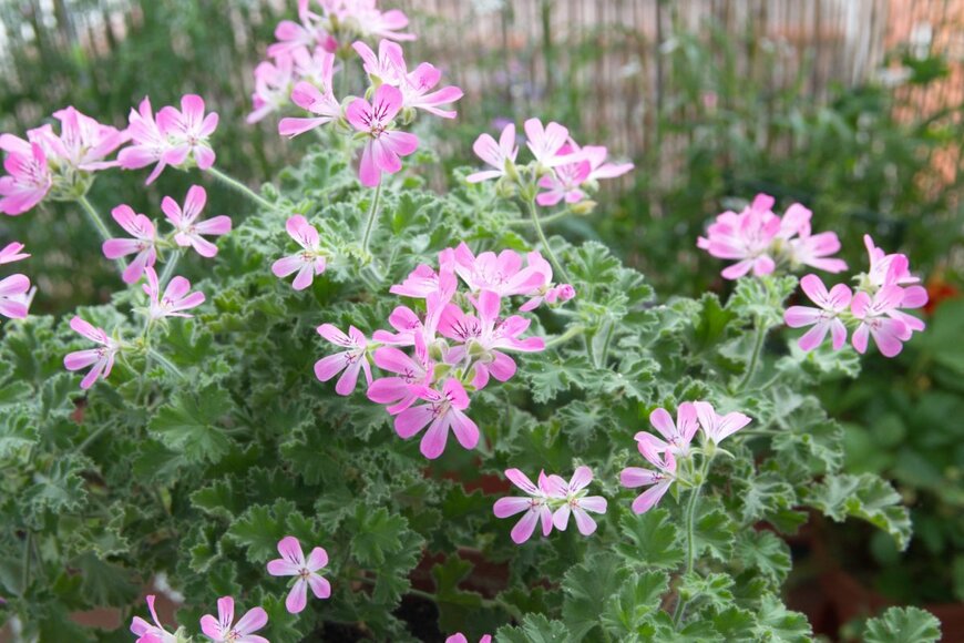 aniana/shutterstock.com