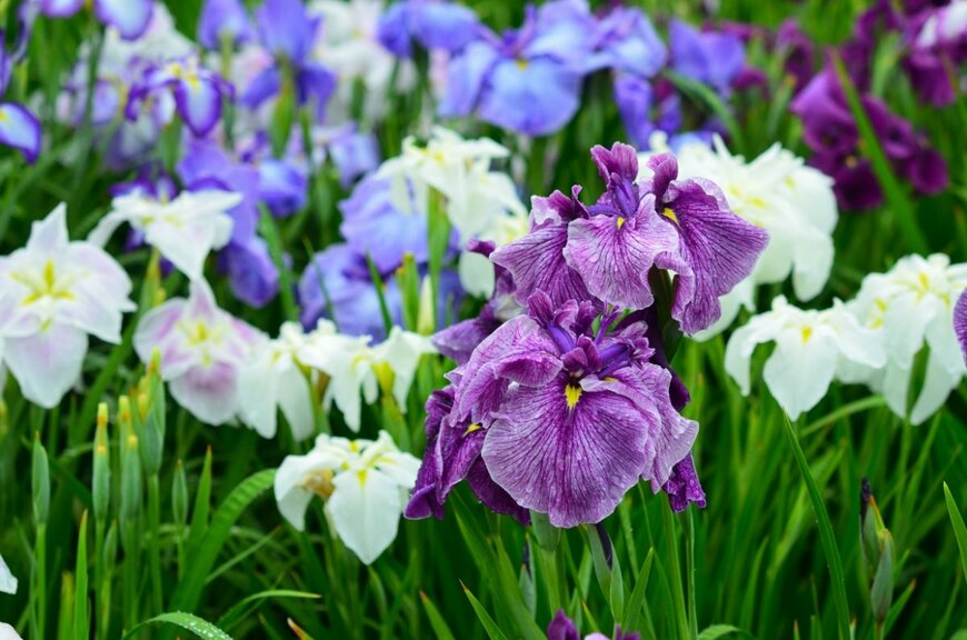 takakophoto/shutterstock.com