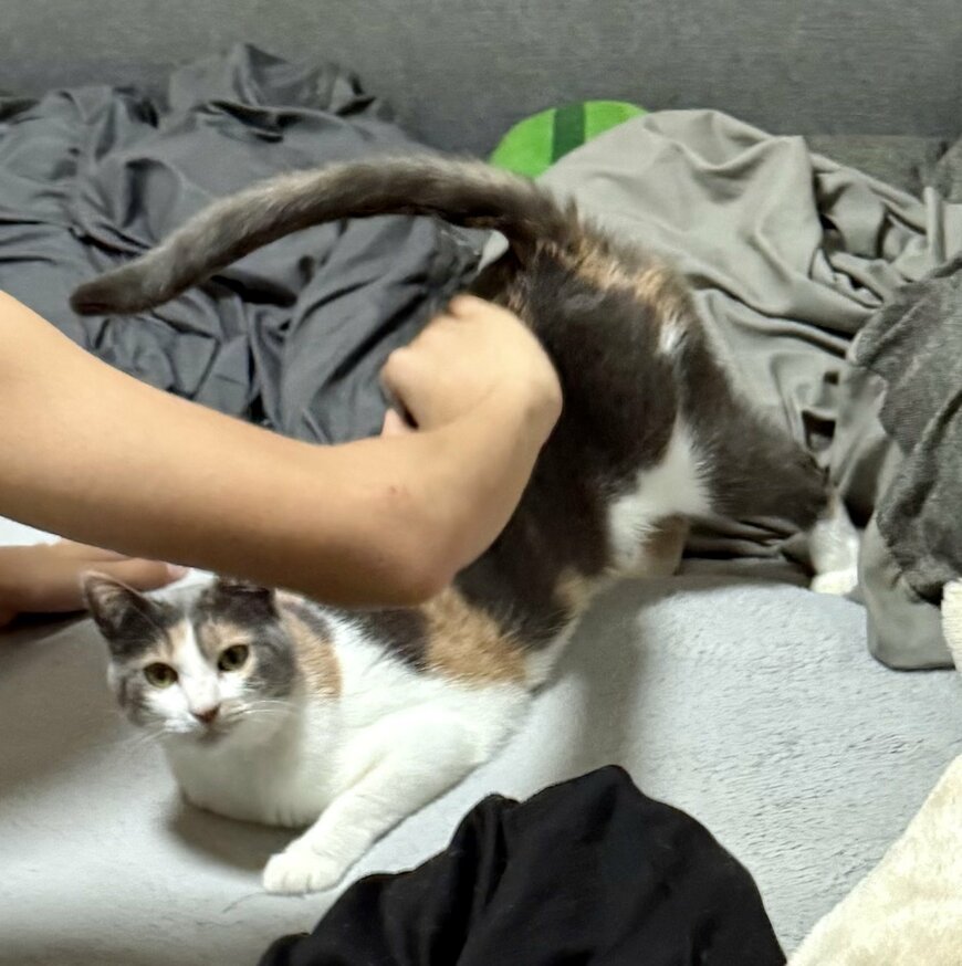 出所：@omochi_nam01