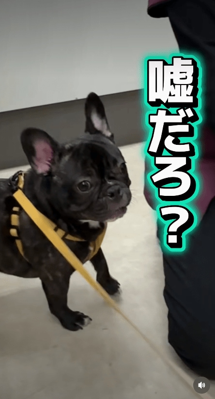 @idea_animal_hospital