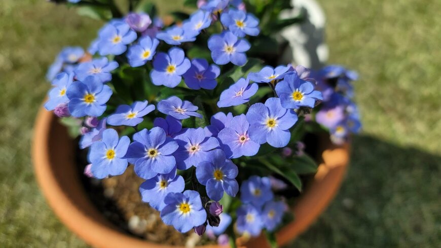 1鉢で華やか！春に咲く可憐なブルーの花「ワスレナグサ」が本当に可愛い。環境が合えば夏越しして毎年花が楽しめます！