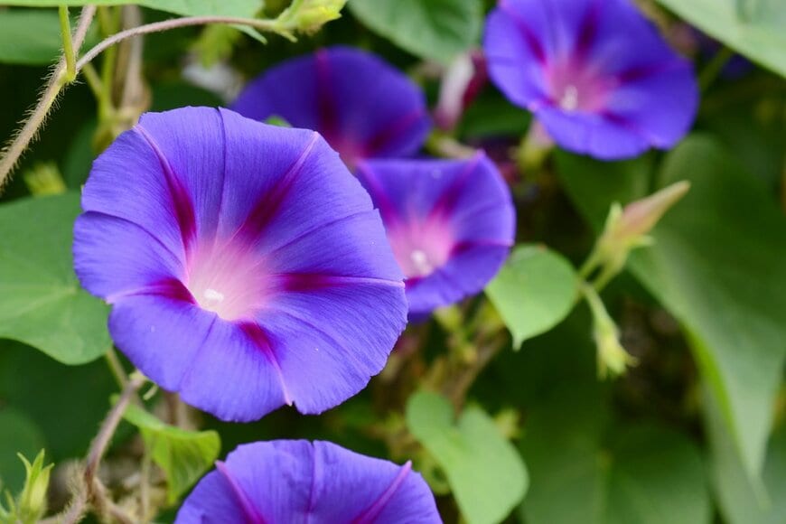 Quang Ho/Shutterstock.com