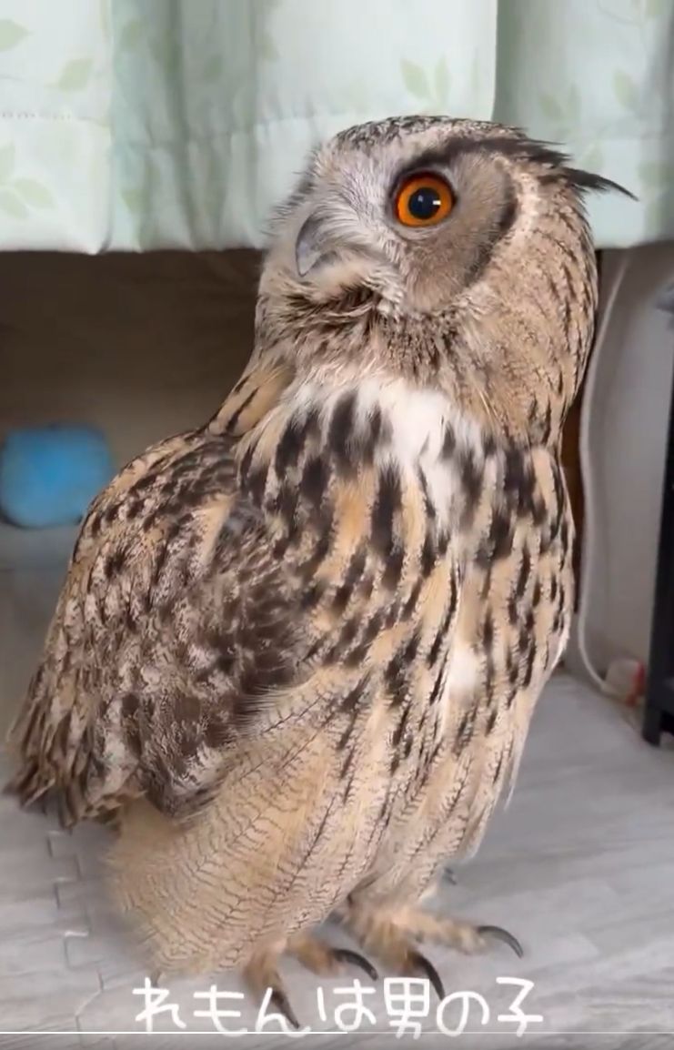 出所：@sibiricuslemon