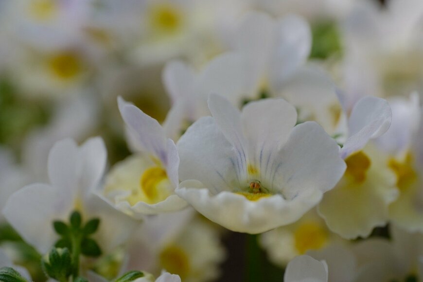 ネメシア　Anwarabee/istockphoto.com