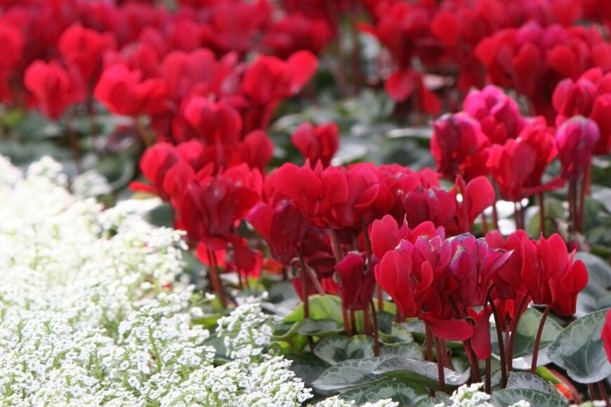 【ガーデニング】玄関先から季節を楽しむ！　寒さに強く育てやすい冬を彩る花3選