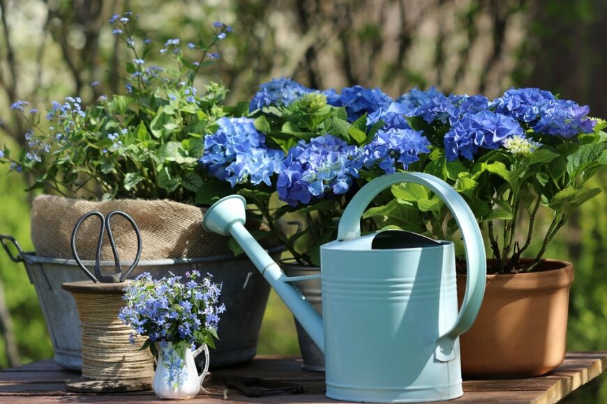 【紫陽花ガーデニング】寄せ鉢で楽しむ梅雨の風物詩アジサイ。隣に並べたい相性の良い植物3選！