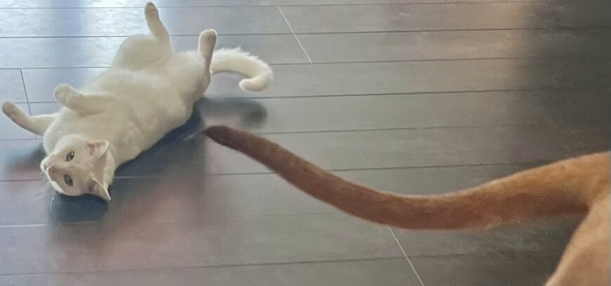 アピールがすごい猫