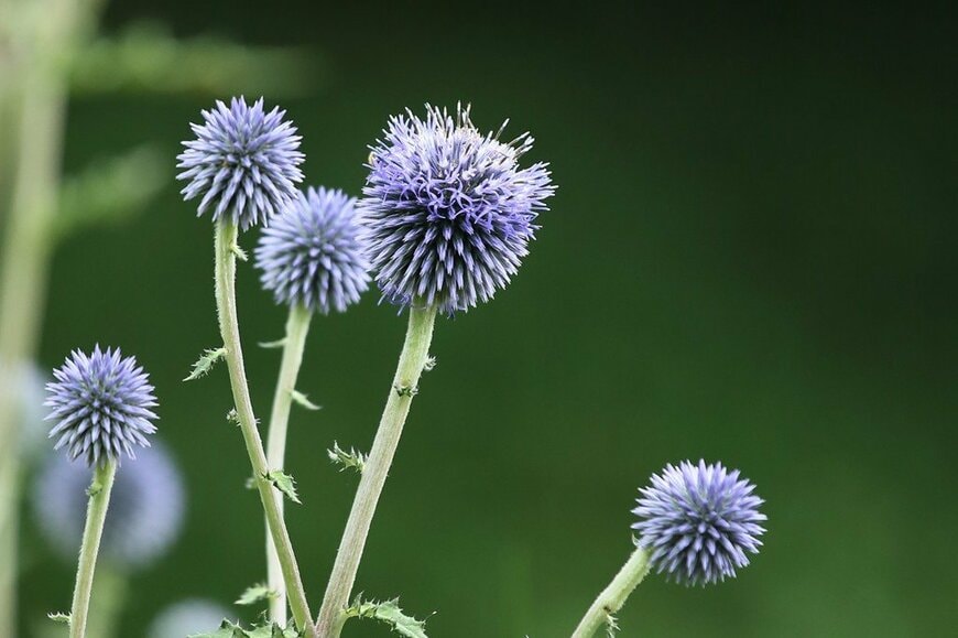 淡い青紫色の花を咲かせている、エキノプス