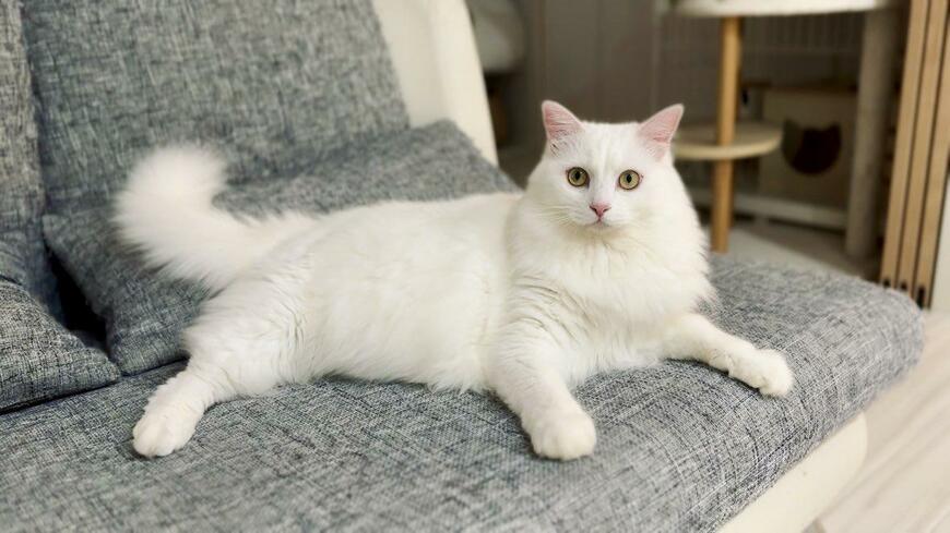 ソファの上でくつろぐ猫