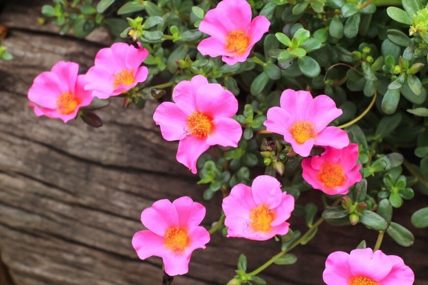 ピンクのポーチュラカの花