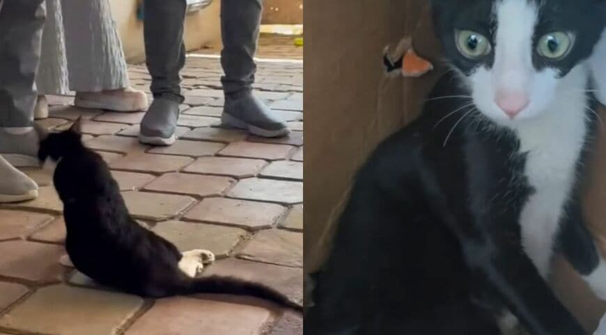出所：<u><a href="https://www.instagram.com/p/DczXKDrIldj/" target="_blank">@sulalaanimalrescue</a></u>