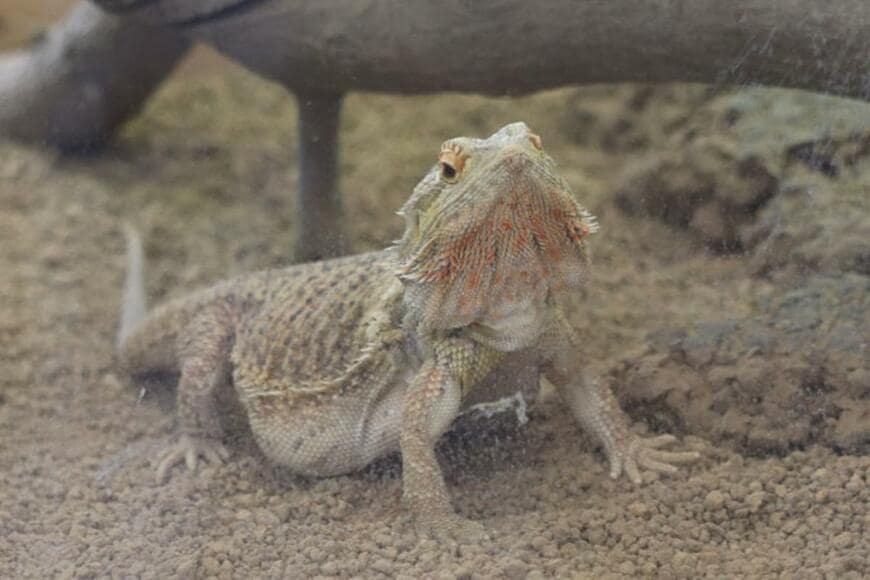 かわいいフトアゴヒゲトカゲ