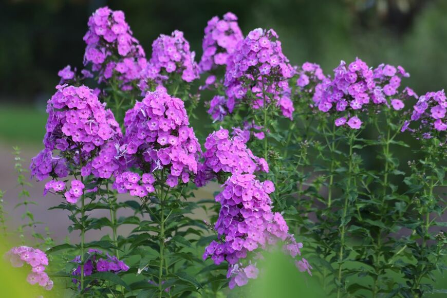 紫色の花を咲かせている、宿根フロックス