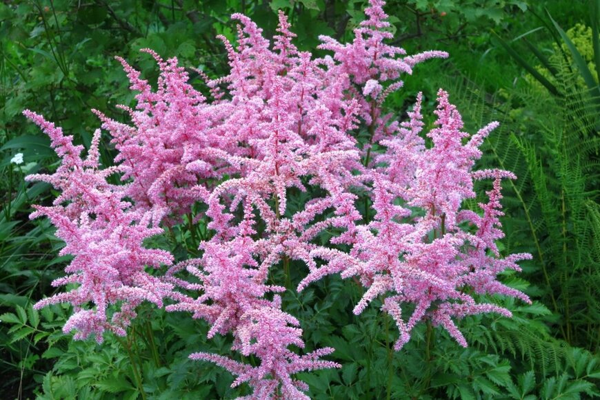 アスチルベの花が咲いている。色はパステルピンク。