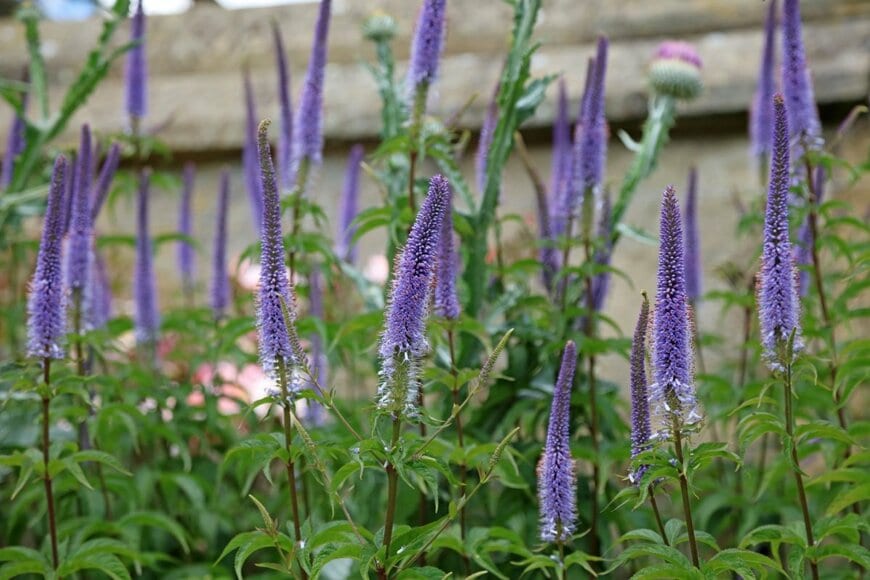 紫色のベロニカの花
