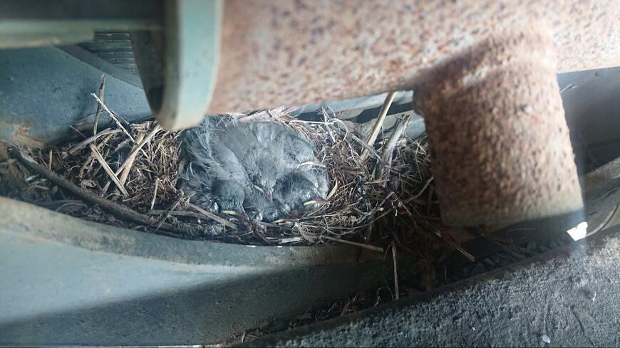 発見された雛鳥