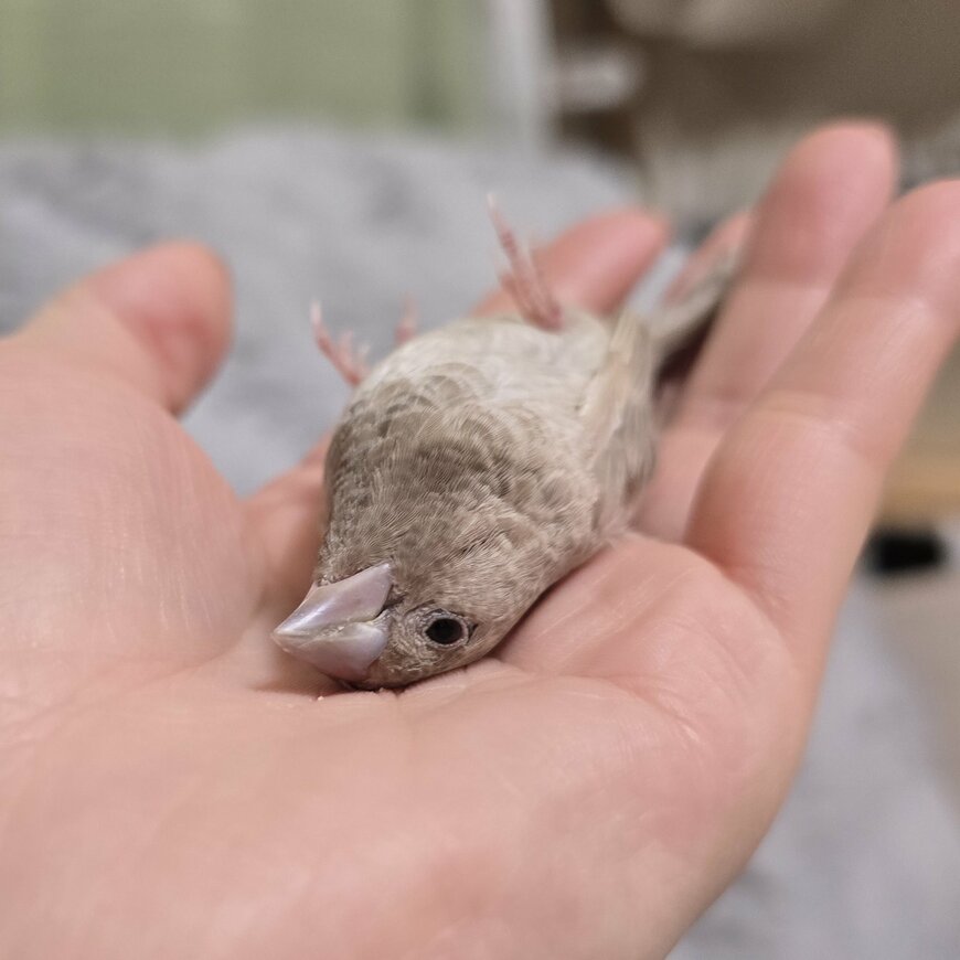 脱力しきった天ぷらちゃん