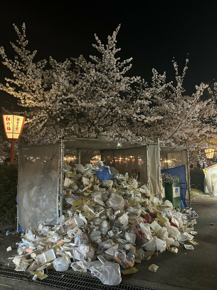 円山公園の桜とゴミの写真