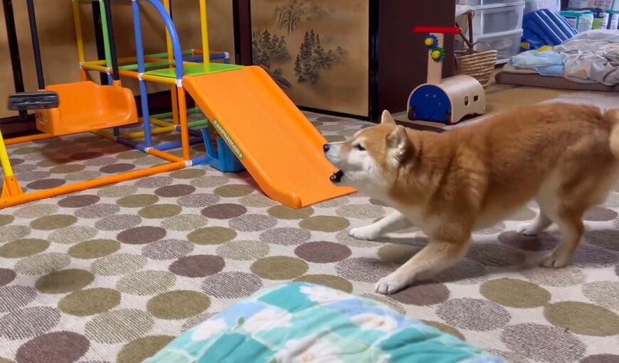 ドローンに吠える犬