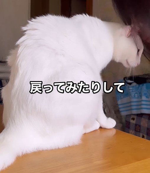 全力で引き留める猫