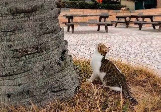 木の上を見上げる猫