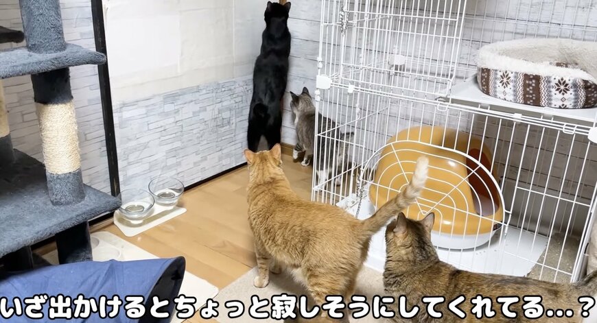 寂しそうにしてくれる猫達