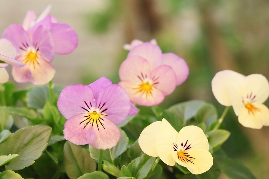 淡い紫色や、クリーム色の花を咲かせている、パンプキン