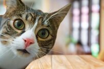 【夫婦の年金一覧表】8月15日に年金「約67万円・約46万円・約27万円」が支給される夫婦の違い