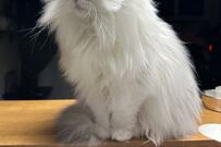 芸術が爆発した猫の毛づくろい　岡本太郎的なセンスに1万8000いいね