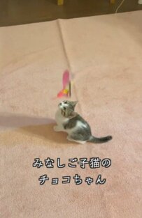 元気いっぱい！元保護猫の子猫ちゃんがおもちゃで楽しく遊んでいる姿に癒される！