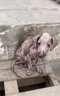 【保護犬】引き取り手がなかった子犬　「かけがえのない家族」ができるまでの軌跡に思わず…