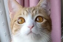 元保護猫さん、可愛すぎる笑顔で飼い主を充電する姿が大バズり